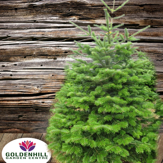 Fresh Cut Nordmann Fir Christmas Trees