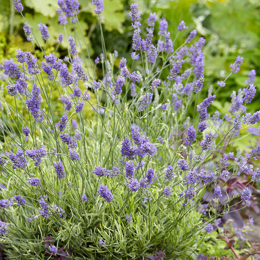 Lavendula angustifolia 'Platinum Blonde'