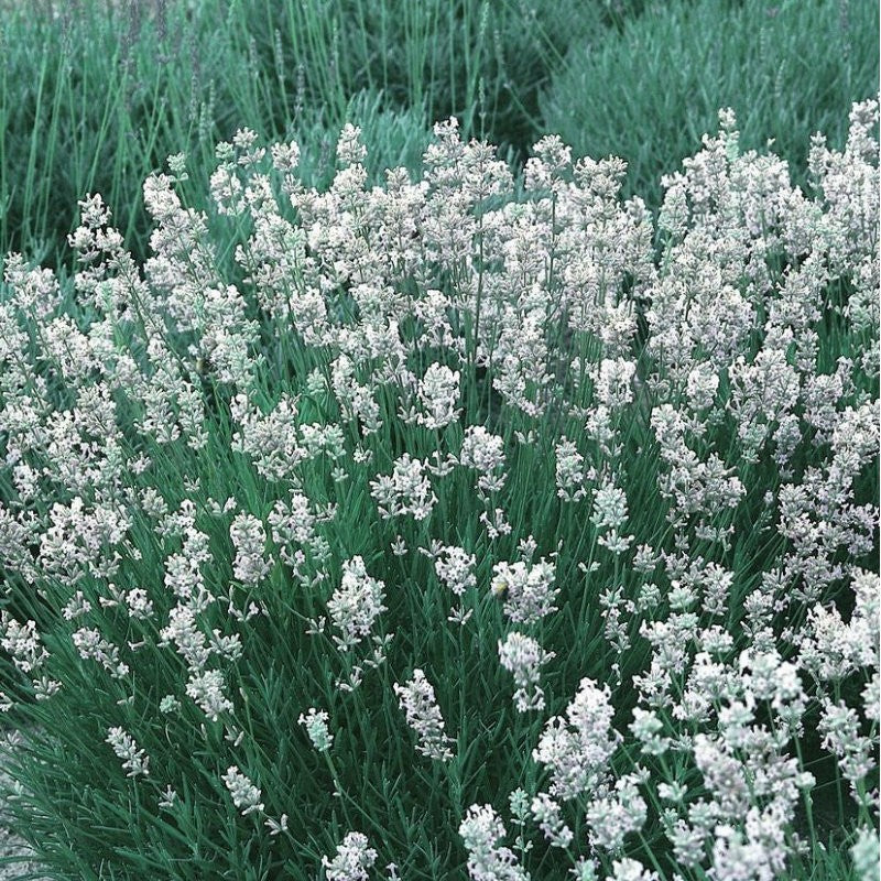 Lavendula angustifolia 'Edelweiss’