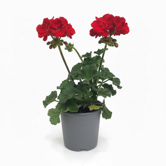 Pelargonium (Geranium) Red