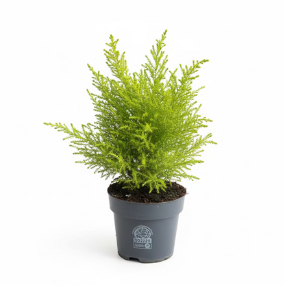 Cupressus mac. Goldcrest