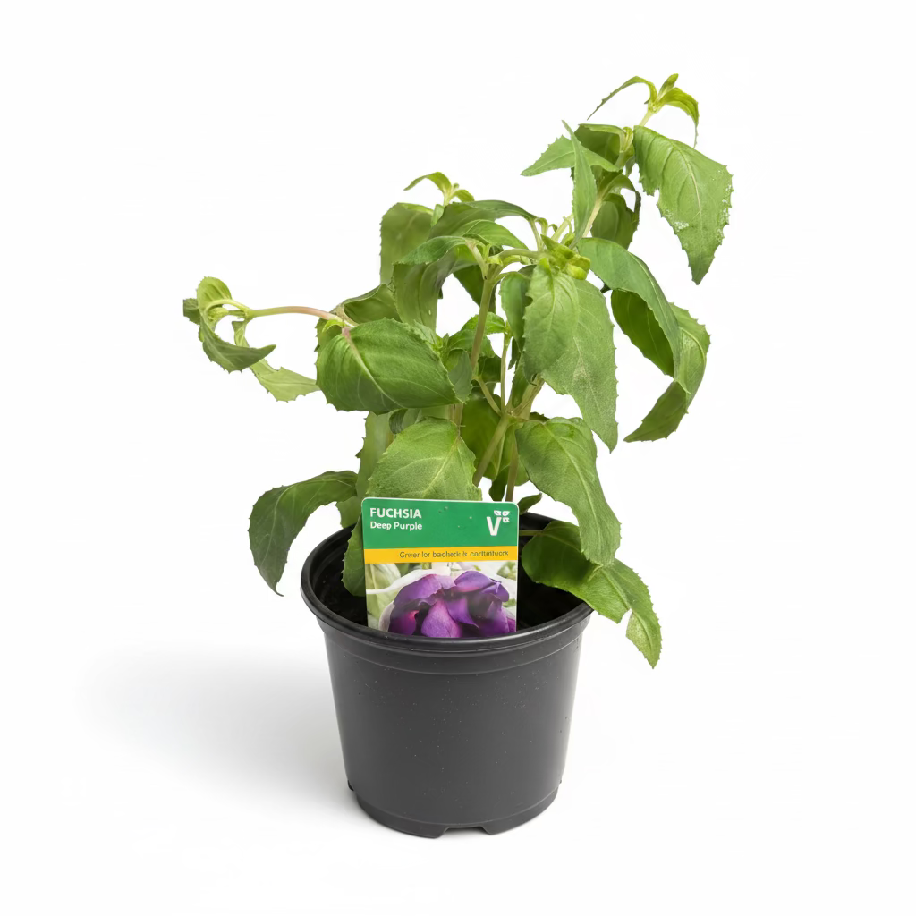 Fuchsia Trailing Deep Purple