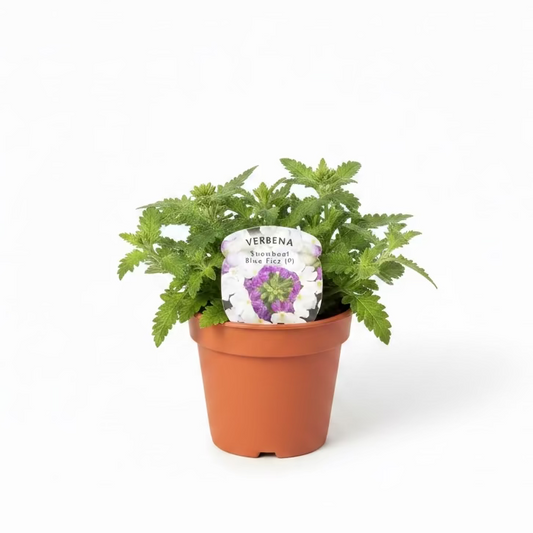 Trailing Verbena Showboat Blue Fizz