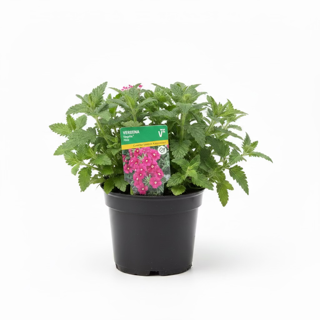 Trailing Verbena Vectura® Pink