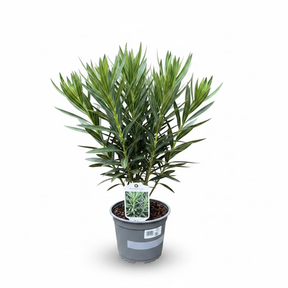 Nerium Oleander
