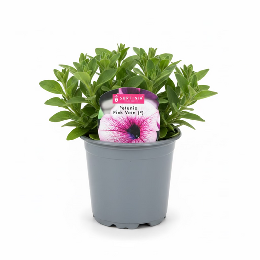 Petunia 'Surfinia' Pink Vein