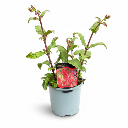 Phygelius Candy Drops Red
