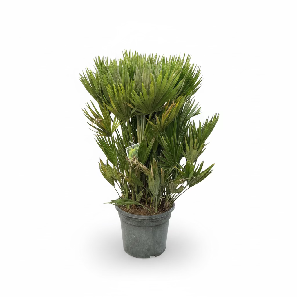 Chamaerops Humilis