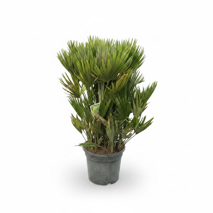 Chamaerops Humilis