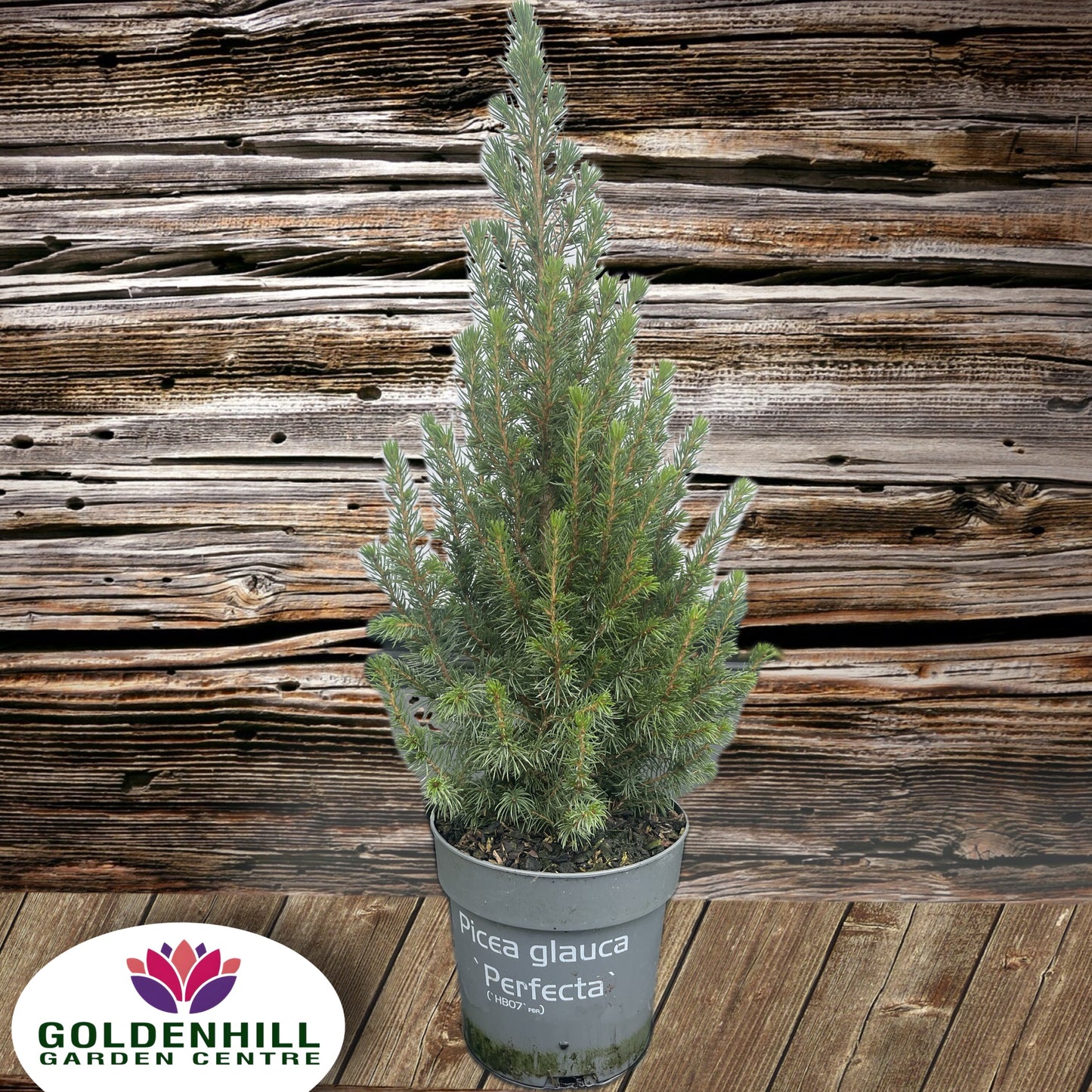 Picea Glauca