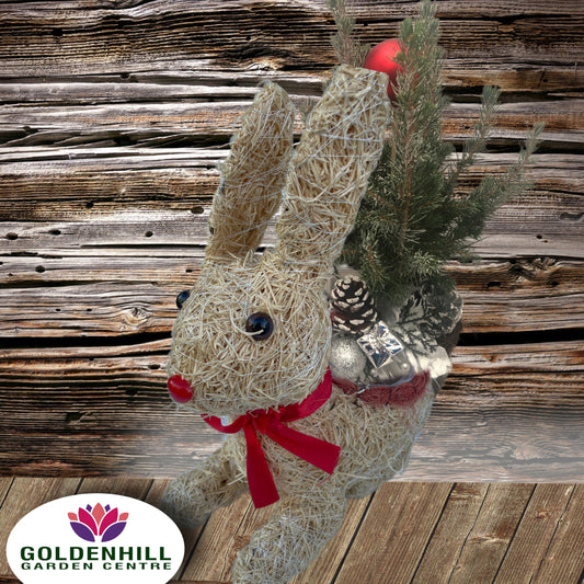 Christmas Planted Arrangements