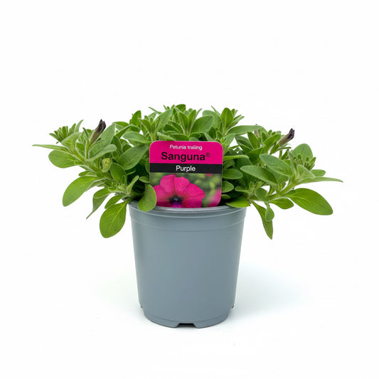 Petunia 'Sanguna' Purple