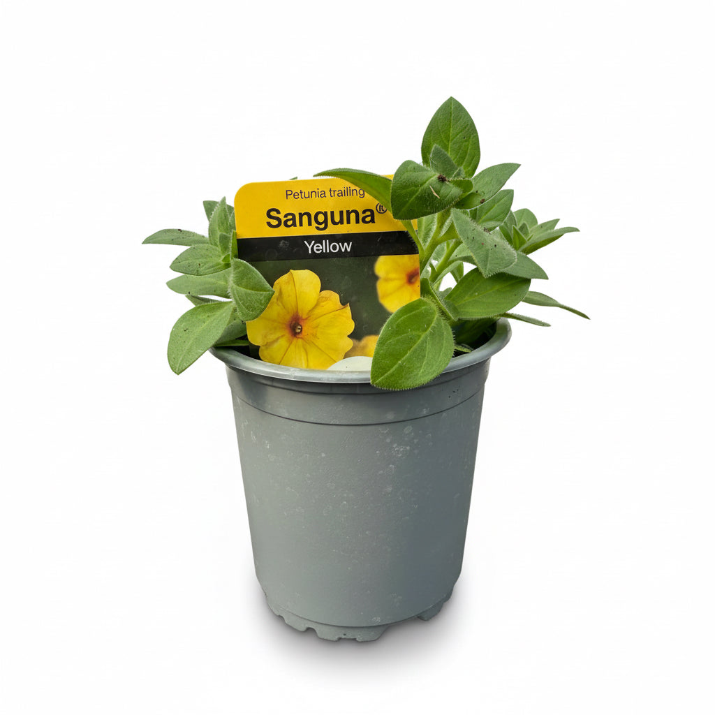 Petunia 'Sanguna' Yellow