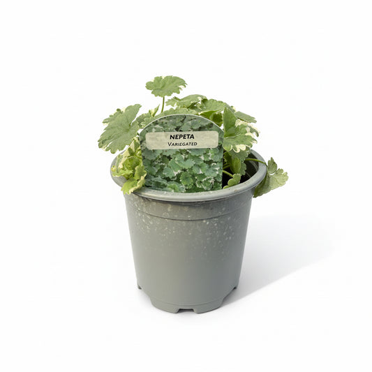 Nepeta Trailing (Glechoma)
