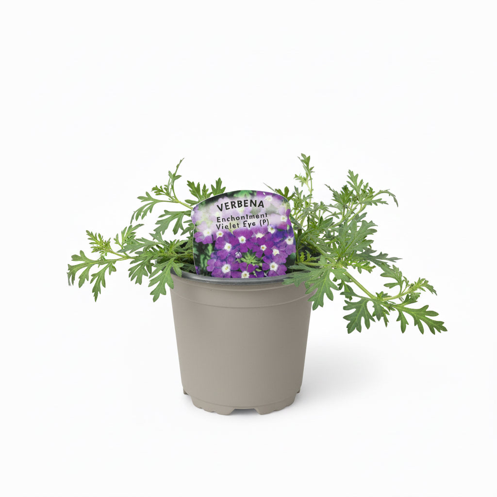 Trailing Verbena Enchantment Violet Eye