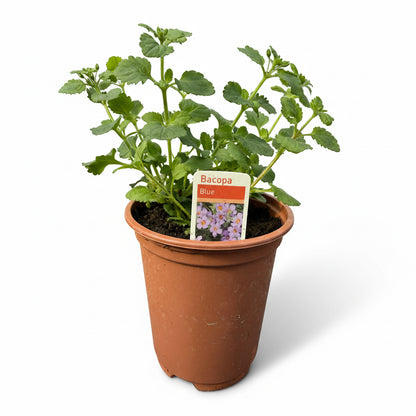 Bacopa Blue