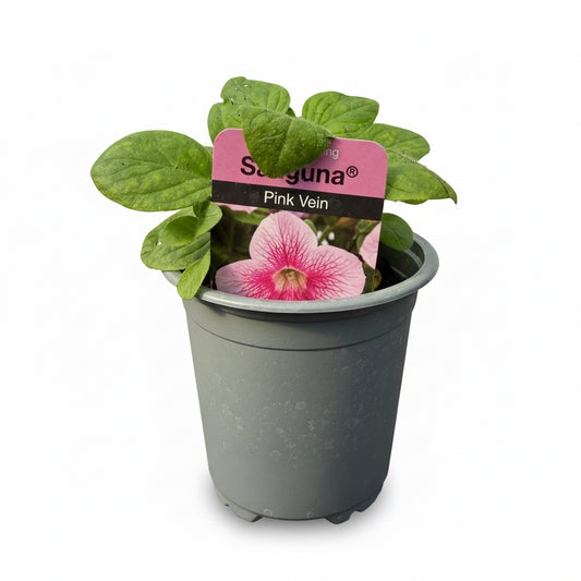 Petunia 'Sanguna' Pink Vein