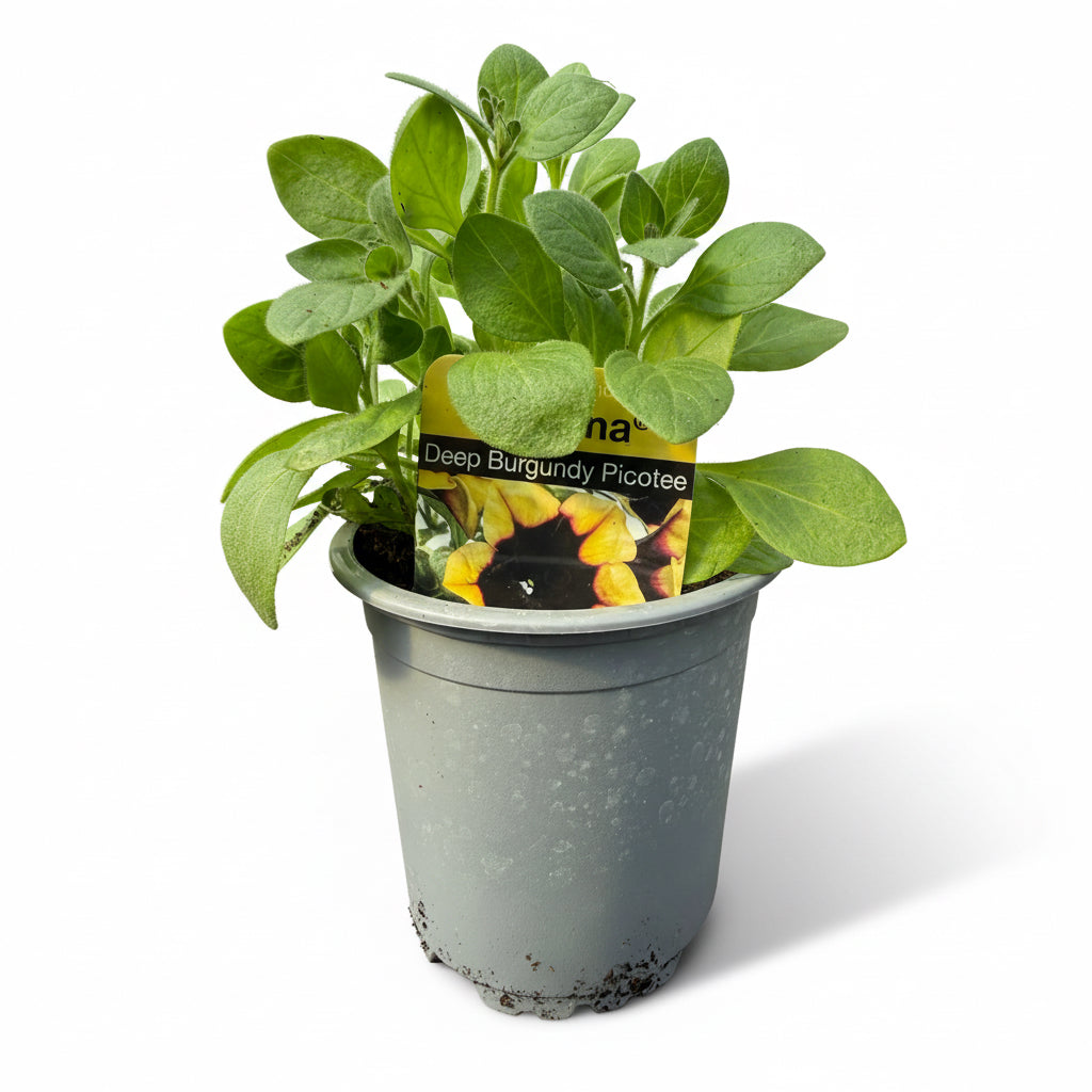 Petunia 'Sanguna' Deep Burgundy Picotee