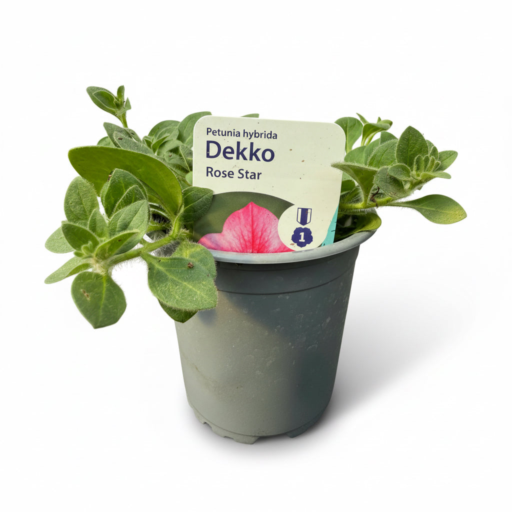 Petunia Dekko Rose Star