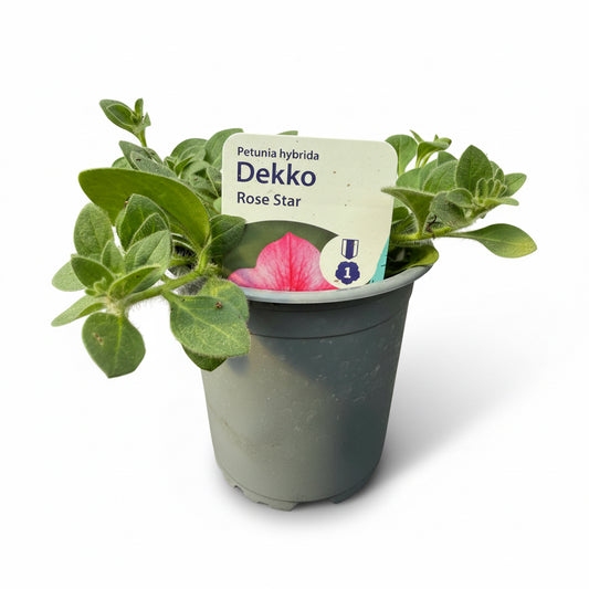 Petunia Dekko Rose Star