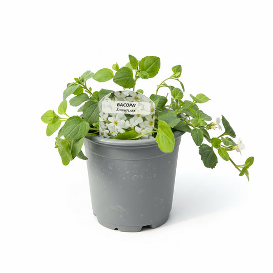 Bacopa Snowflake