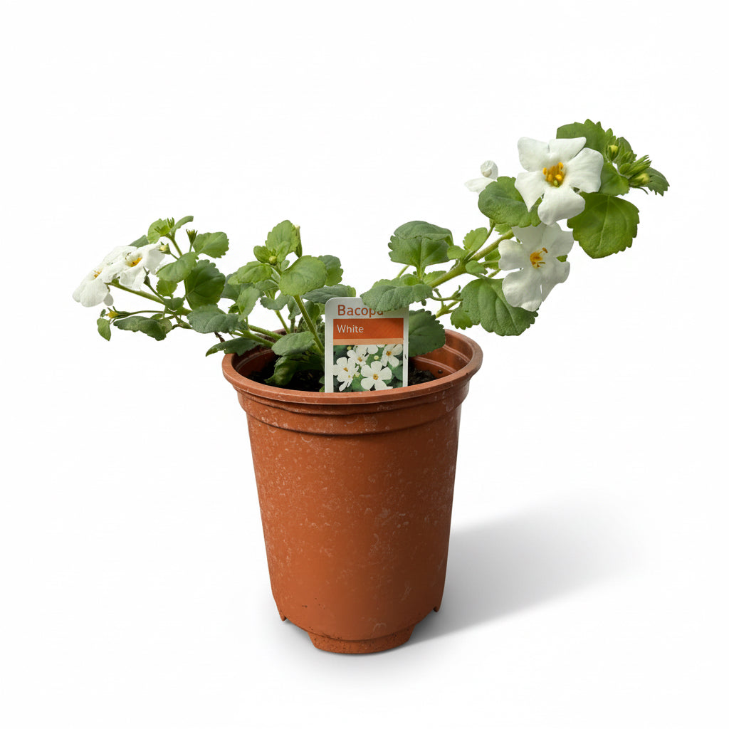 Bacopa White