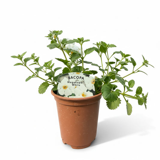 Bacopa Mega Copa White