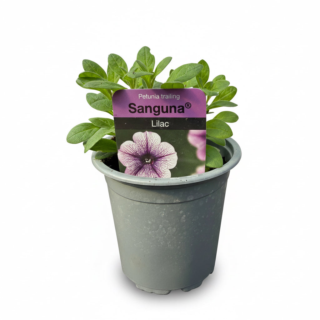 Petunia 'Sanguna' Lilac