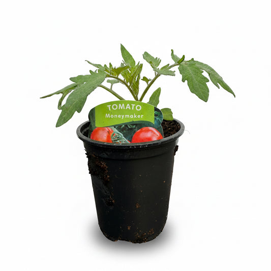 Tomato Moneymaker