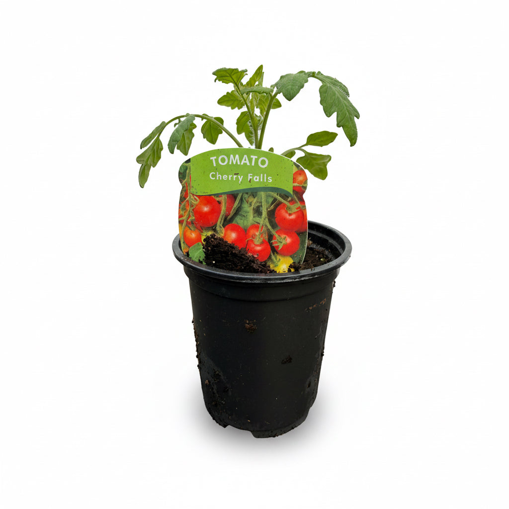 Tomato Cherry Falls