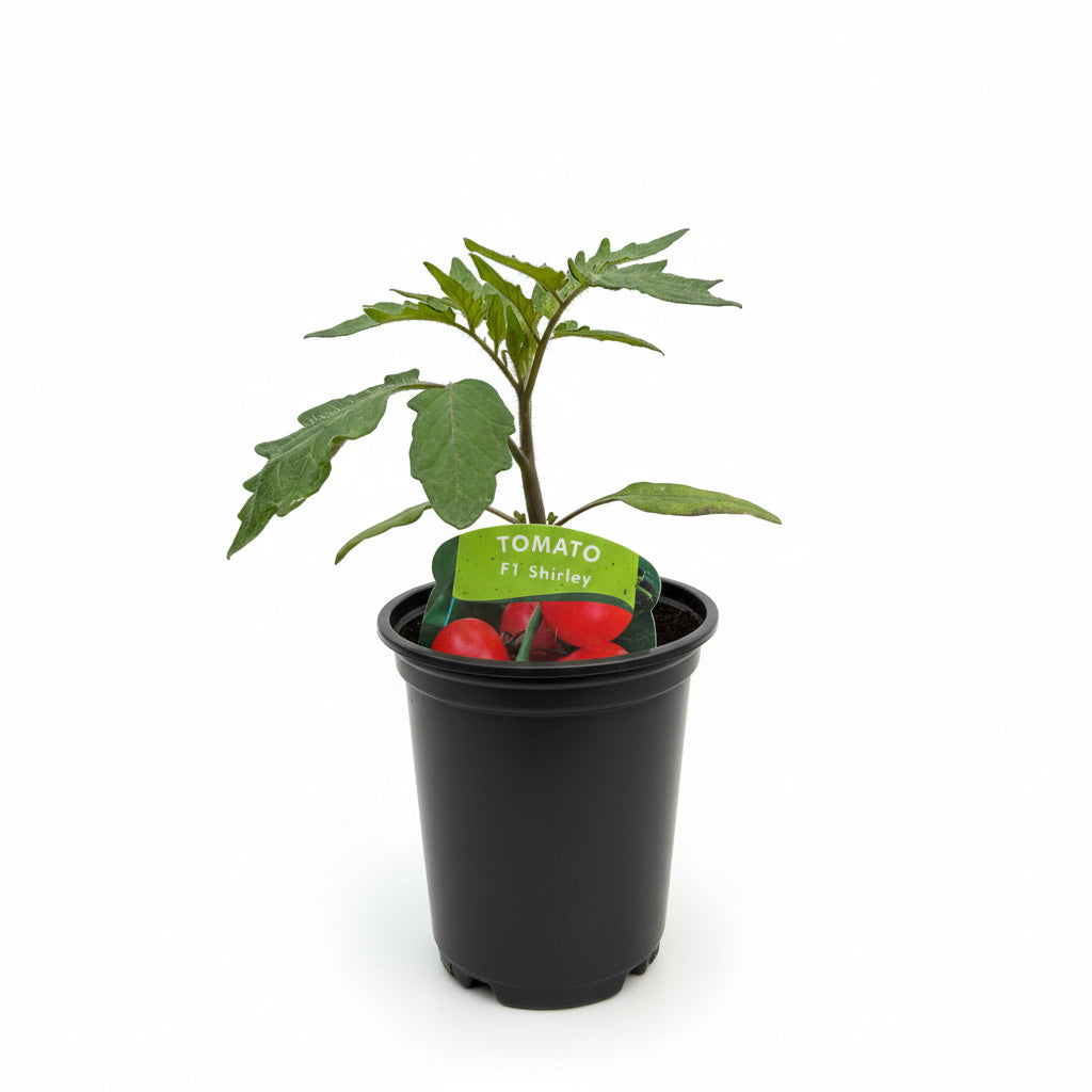Tomato Shirley