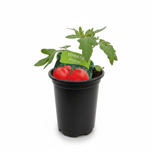 Tomato Alicante
