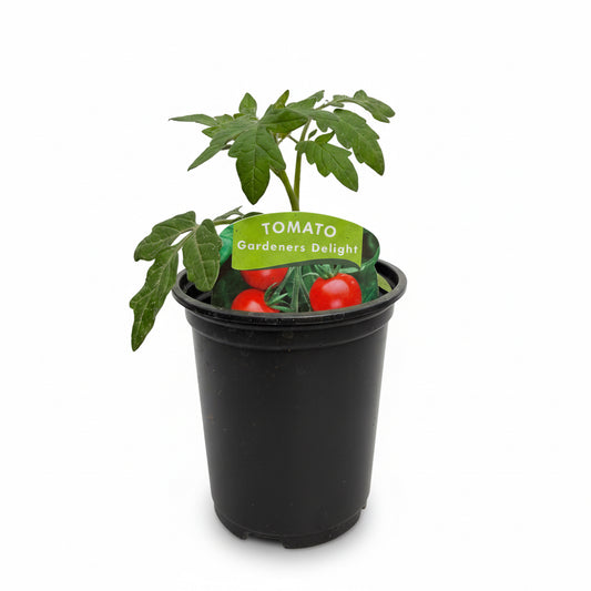 Tomato Gardeners Delight