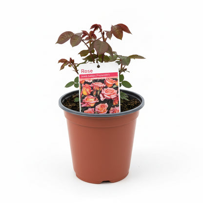 Rosa 'Scent - Sation'