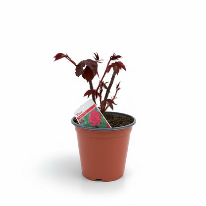 Rosa 'Ernest H. Morse'