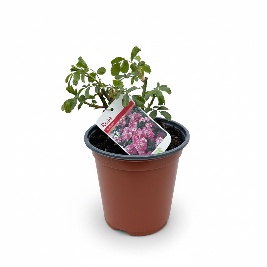 Rosa 'Ballerina'