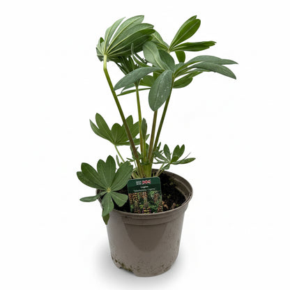 Lupinus  'Manhattan Lights'