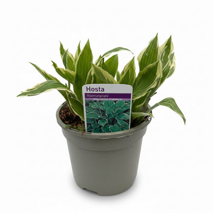 Hosta 'Albomarginata'