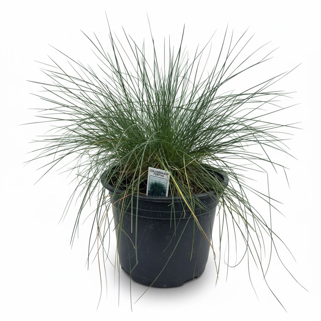 Festuca Cinerea Festina
