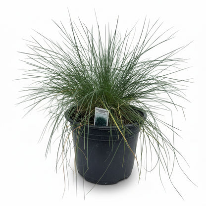 Festuca Cinerea Festina