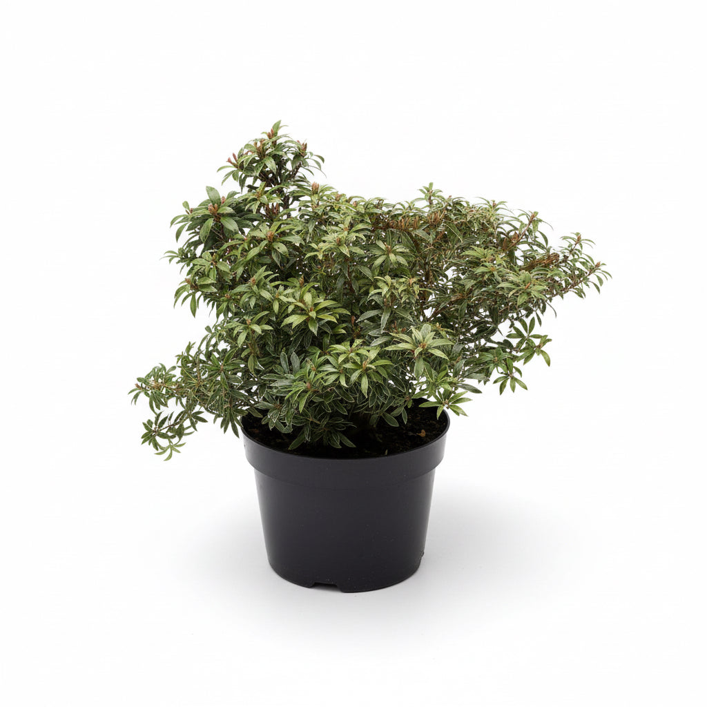 Pieris jap. 'Little Heath'