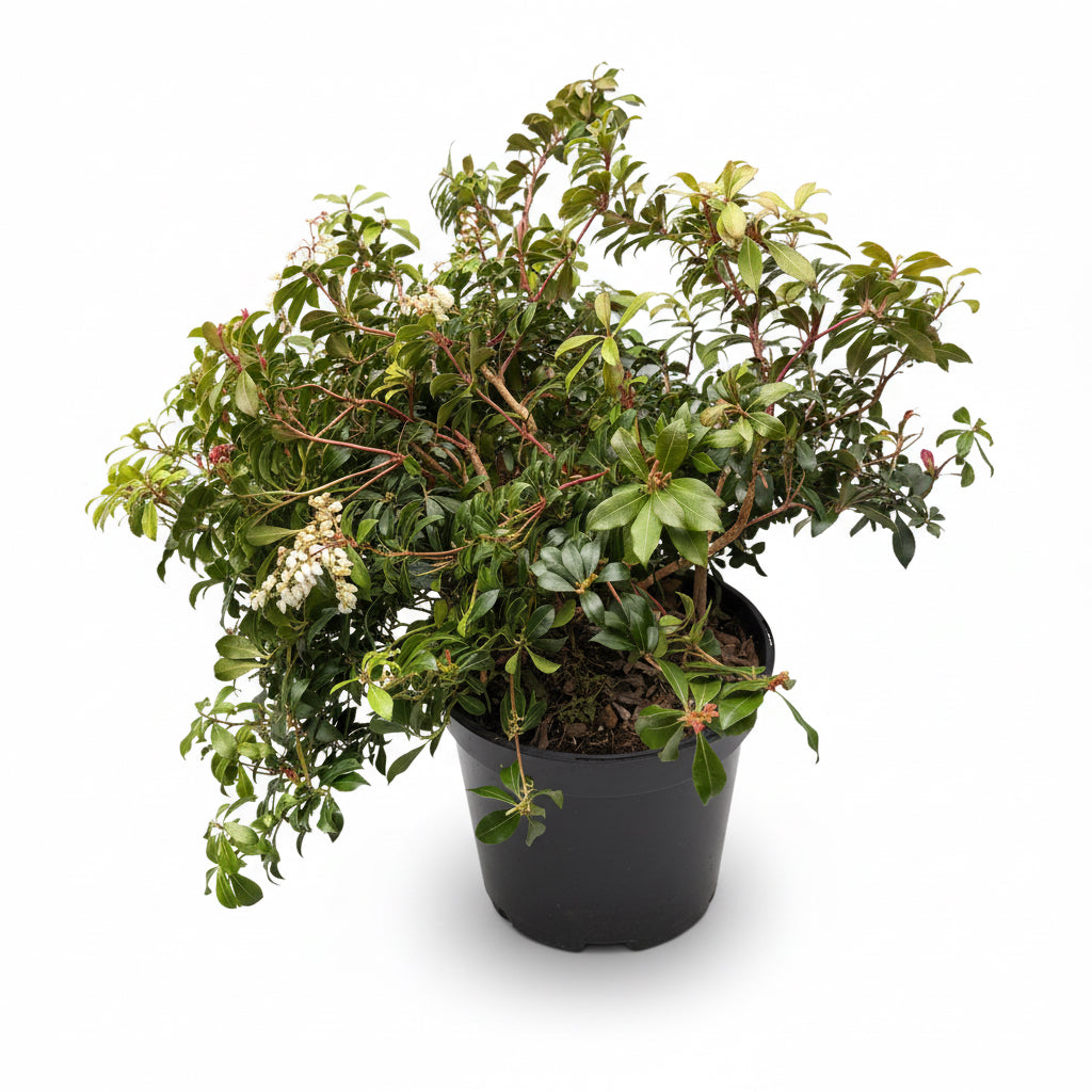 Pieris Japonica Little Heath Green
