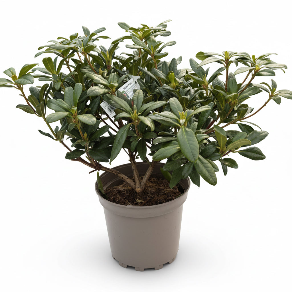 Rhododendron 'Golden Gate'