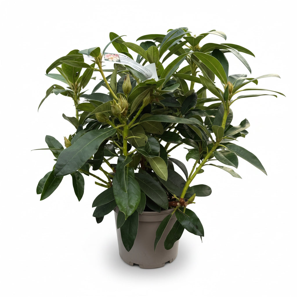 Rhododendron 'Percy Wiseman'
