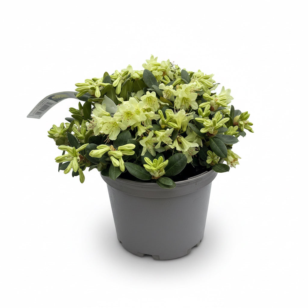 Azalea Rhododendron Shamrock