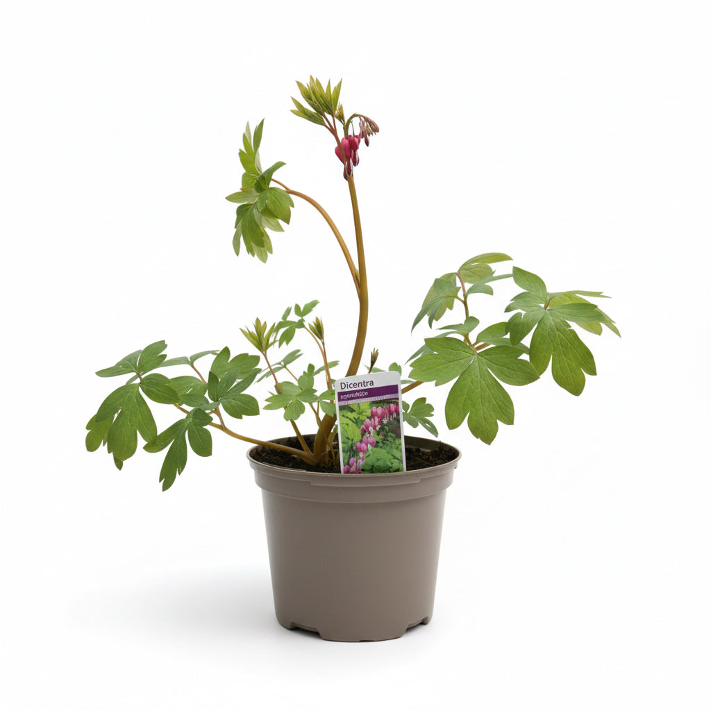 Dicentra spectabilis
