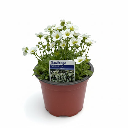 Saxifraga White Pixie