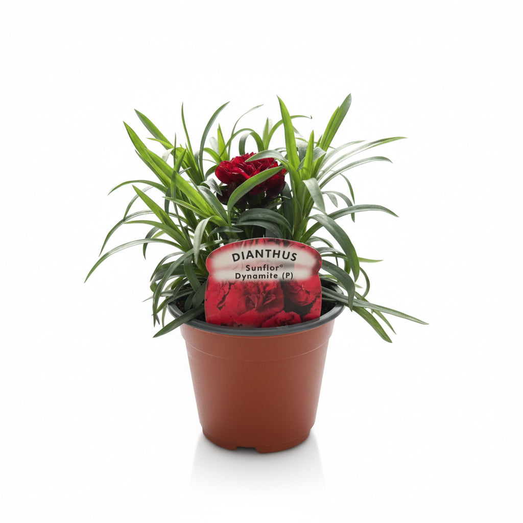 Dianthus Sunflor Dynamite