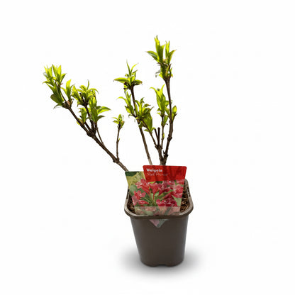 Weigela Red Prince