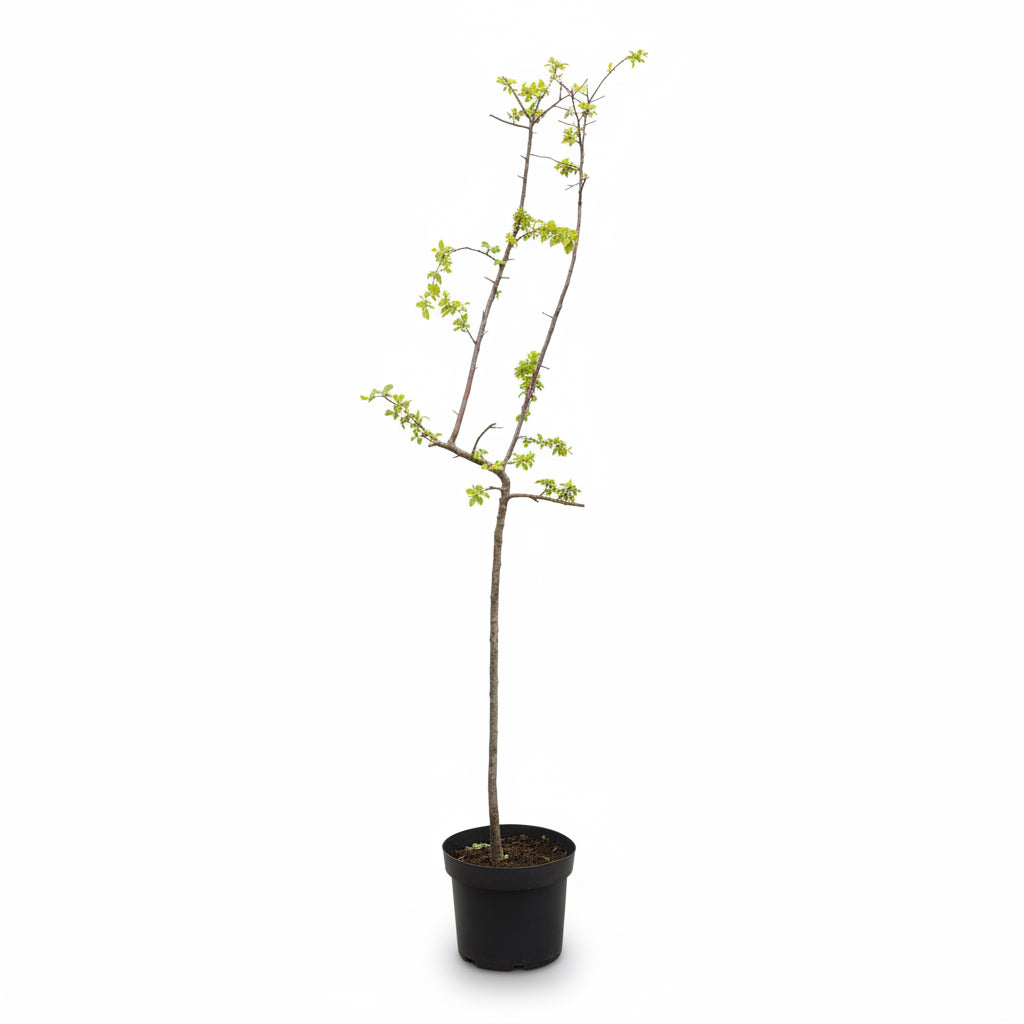 Prunus